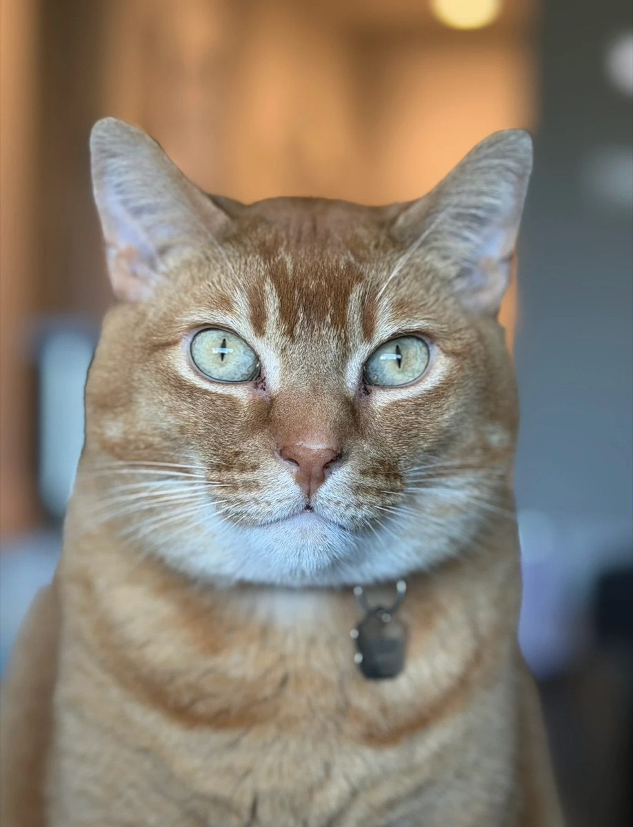 Bamm-Bamm, an orange tabby cat with pale green eyes, looking at the camera